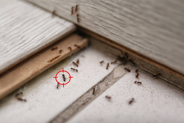 Best Pest Prevention Services  in Port Huron, MI